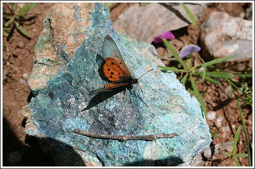 butterfly namibia